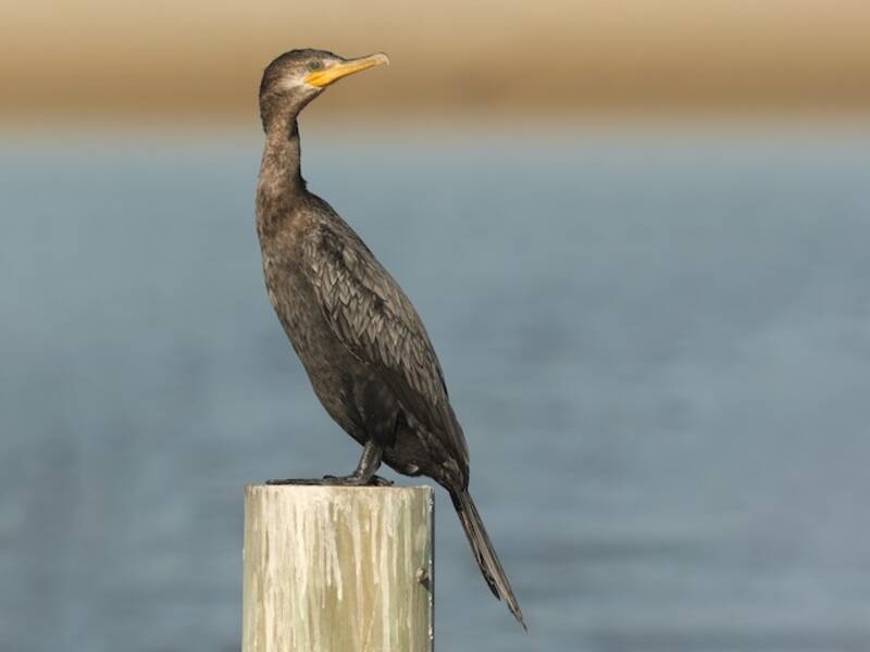 Cormorano neotropicale, Foto 2