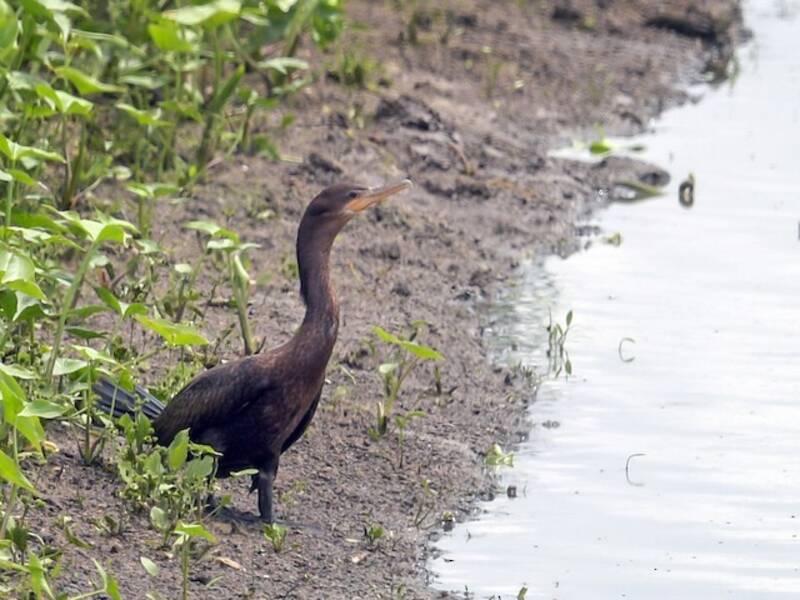 Cormorano neotropicale