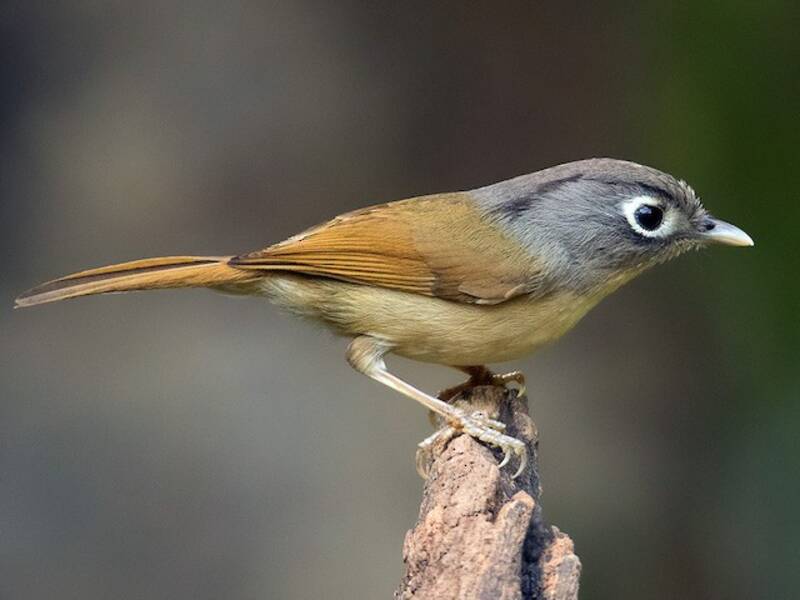Fulvetta del Nepal