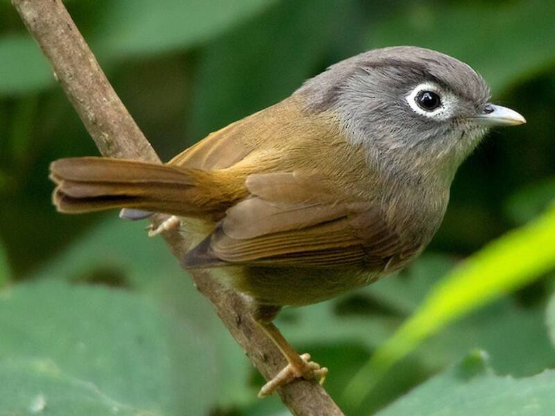 Fulvetta del Nepal, Foto 2