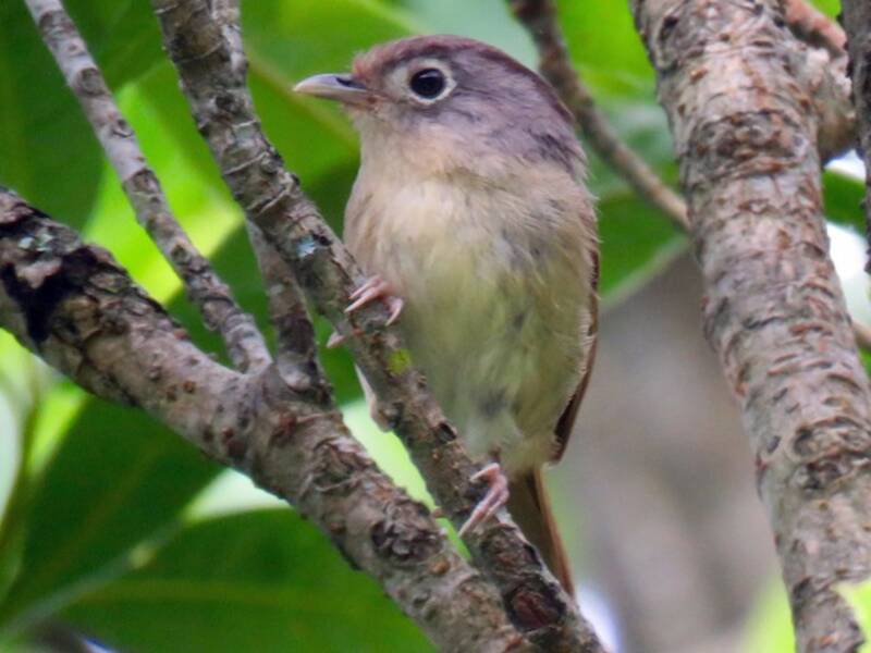 Fulvetta del Nepal, Foto 3
