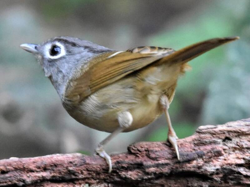 Fulvetta del Nepal, Foto 4