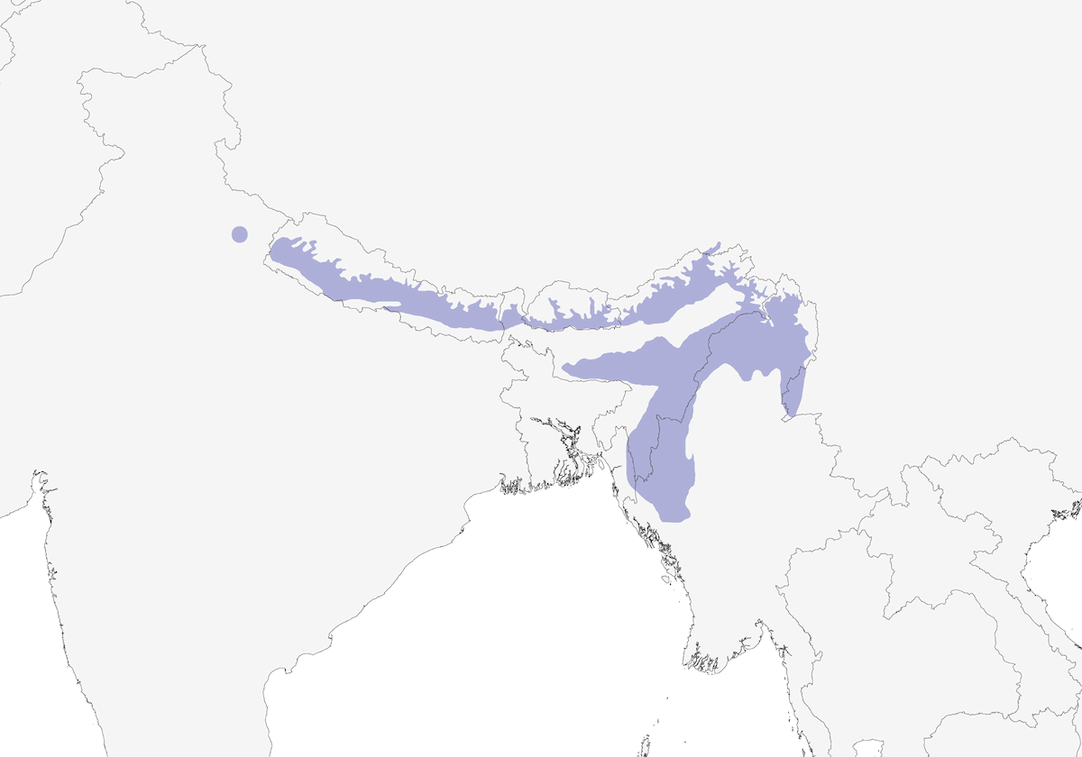Fulvetta del Nepal, Distribuzione 1