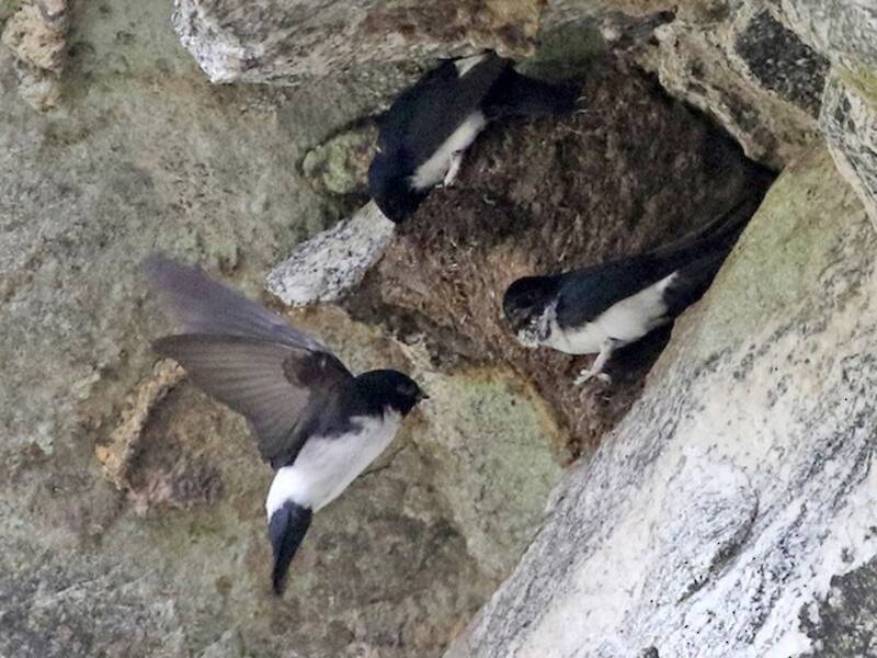 Nepal House-Martin (Delichon nipalense)