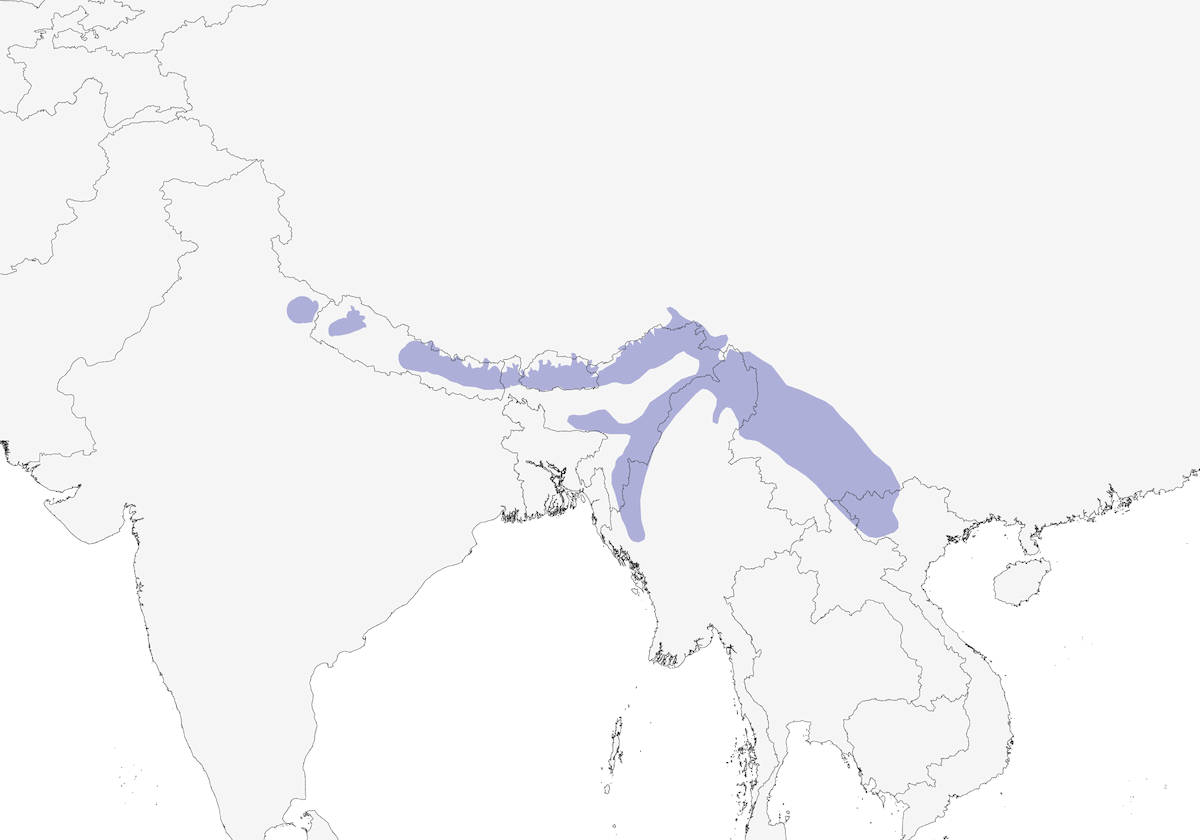 Nepal-Hausschwalbe, Verbreitung 1
