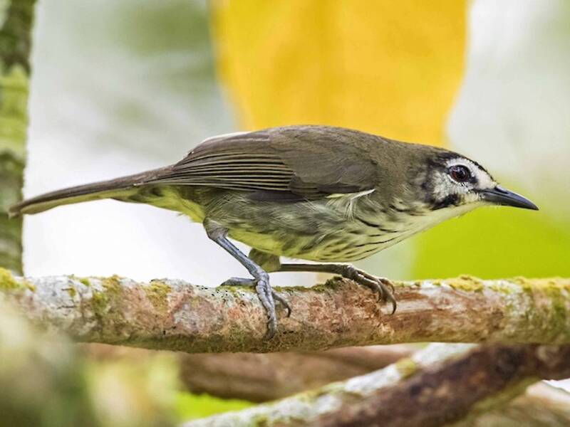 Negros-Streifenbabbler, Fotos 4