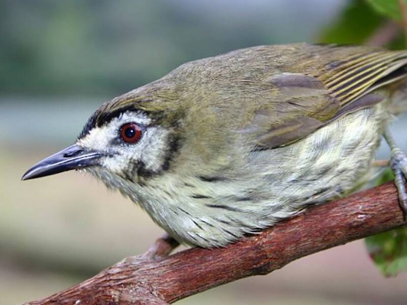 Negros-Streifenbabbler, Fotos 2