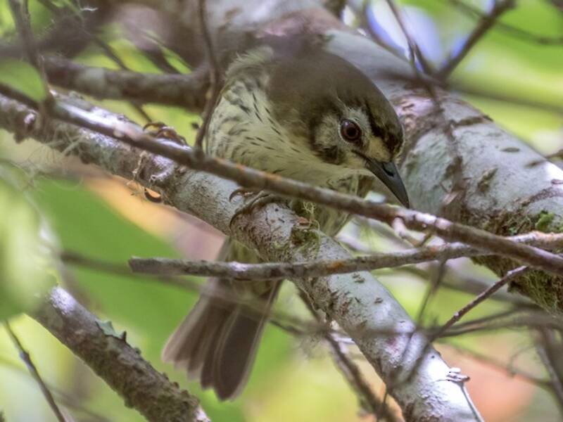 Negros-Streifenbabbler, Fotos 3