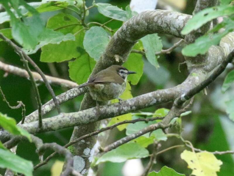 Negros-Streifenbabbler