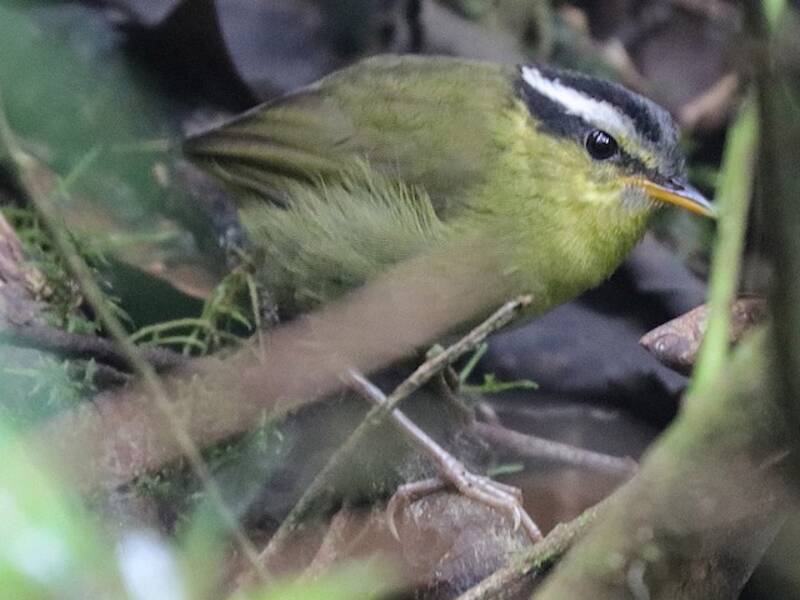 Neumann's Warbler