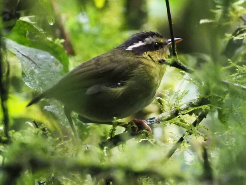 Neumann's Warbler, 照片 2