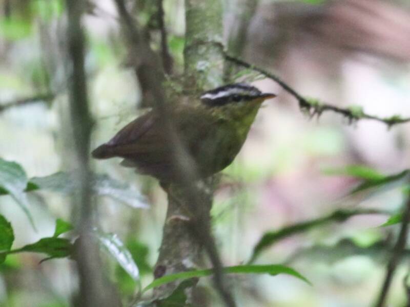 Neumann's Warbler, 照片 3