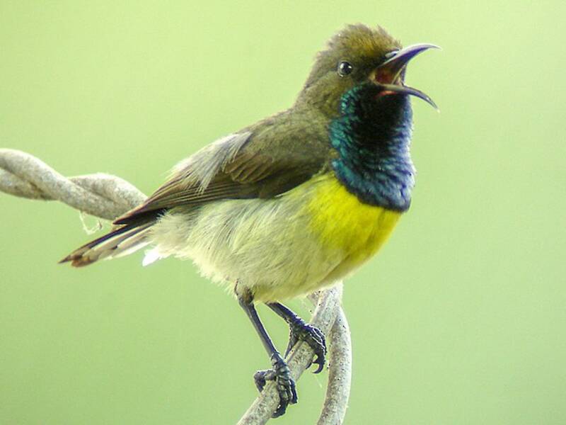 Newtonhonigvogel