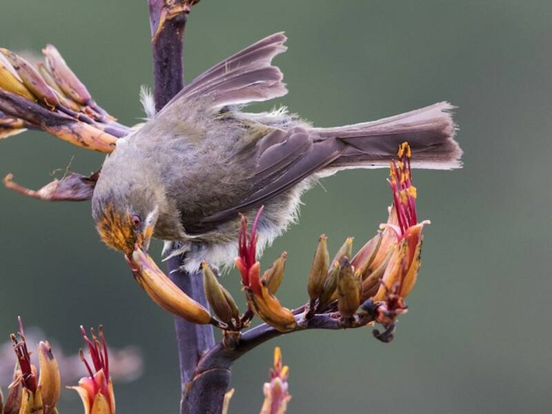 Maorischmuckvogel, Fotos 2