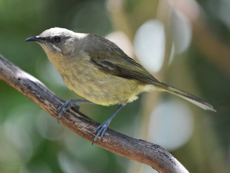 Maorischmuckvogel