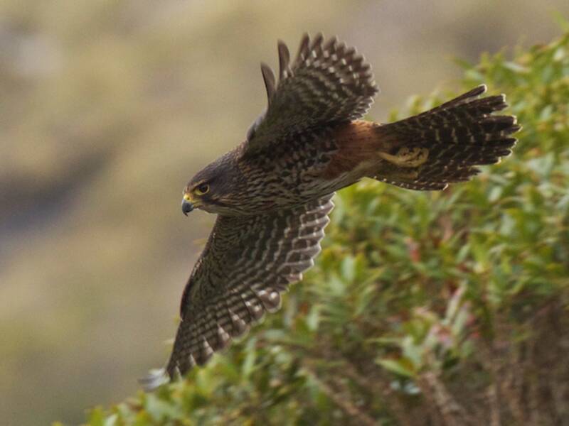 Falco della Nuova Zelanda, Foto 4