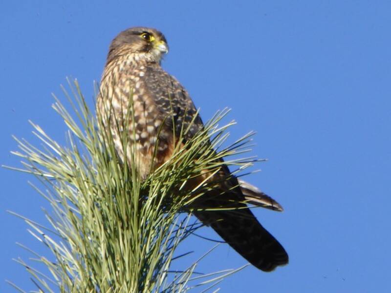 Falco della Nuova Zelanda, Foto 3
