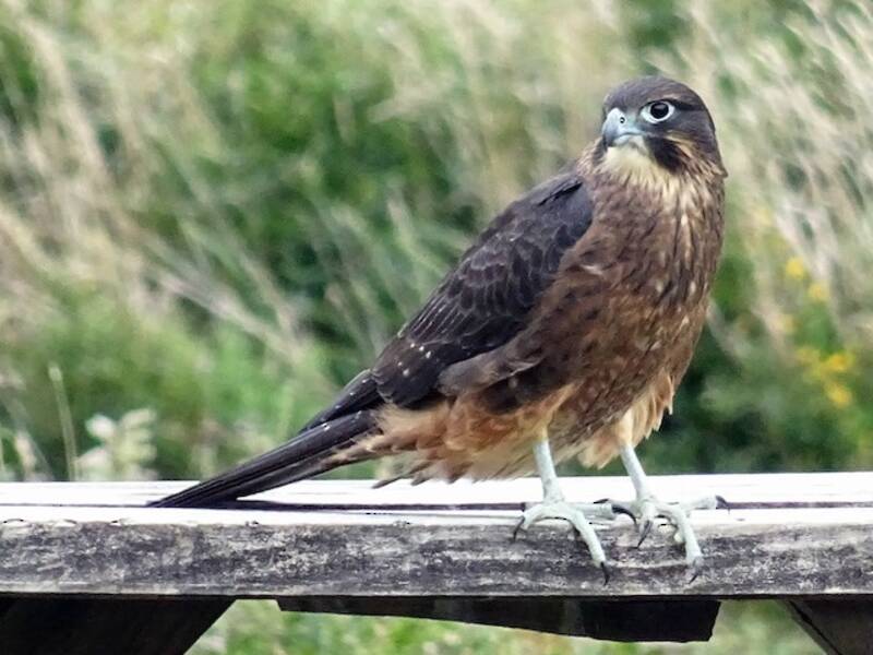 Falco della Nuova Zelanda, Foto 2