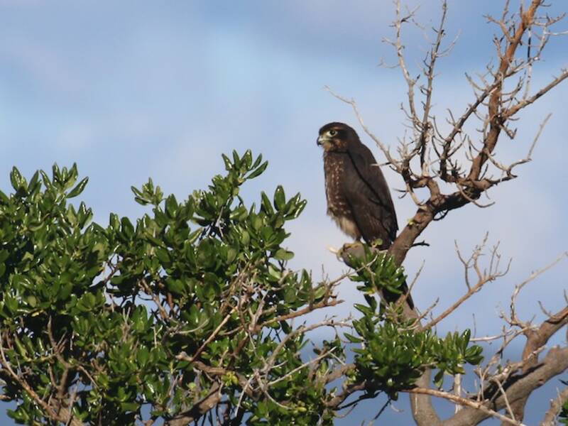 Falco della Nuova Zelanda