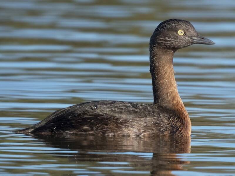 New Zealand Grebe