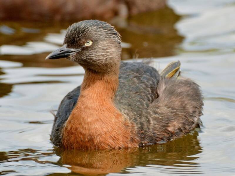 New Zealand Grebe, 照片 2