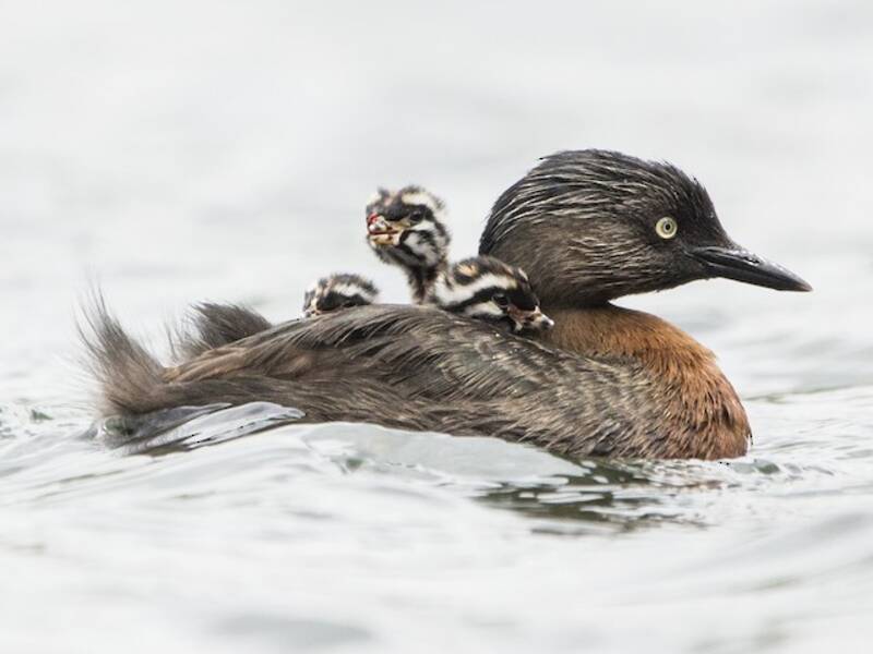 New Zealand Grebe, 照片 3
