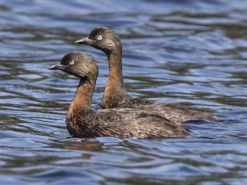 New Zealand Grebe, 照片 4