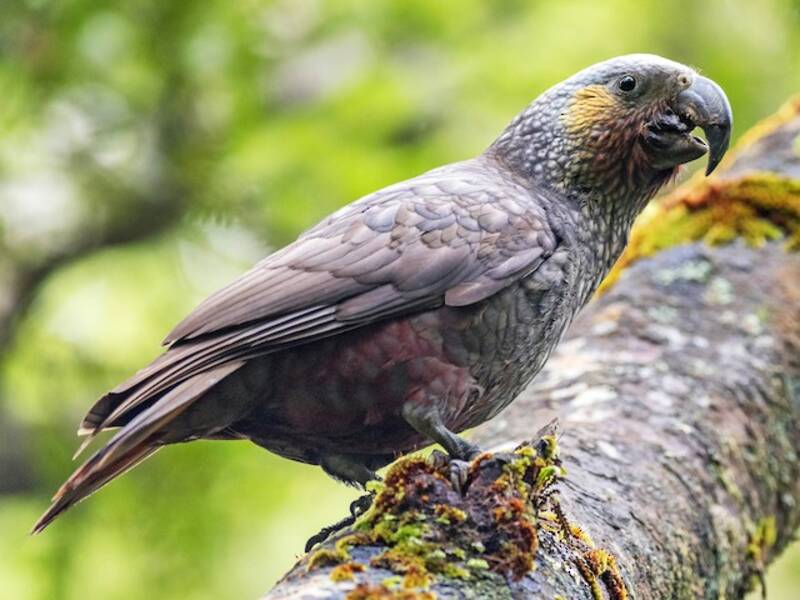New Zealand Kaka
