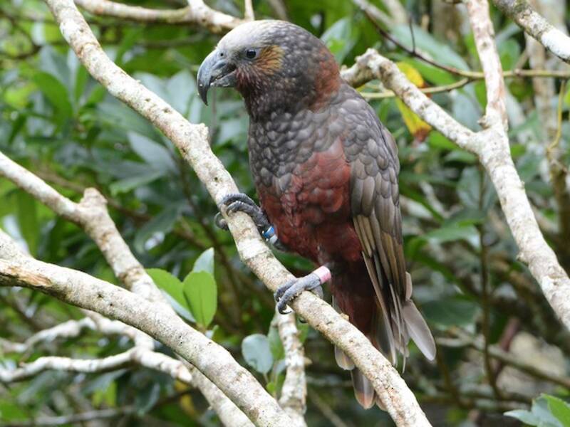 New Zealand Kaka, 照片 3