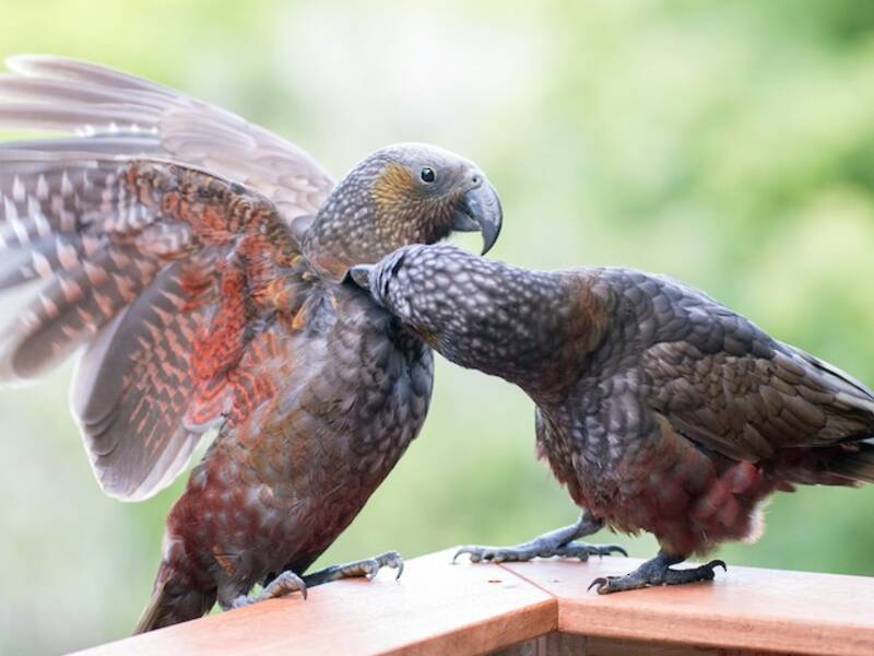 New Zealand Kaka, 照片 2