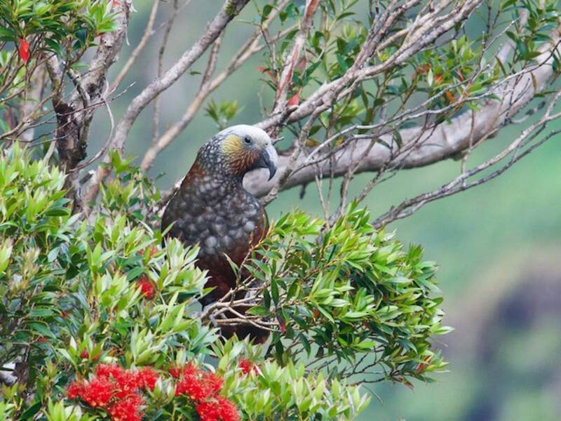 New Zealand Kaka, 照片 4