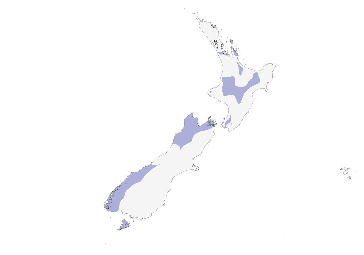 New Zealand Kaka, 分布 1