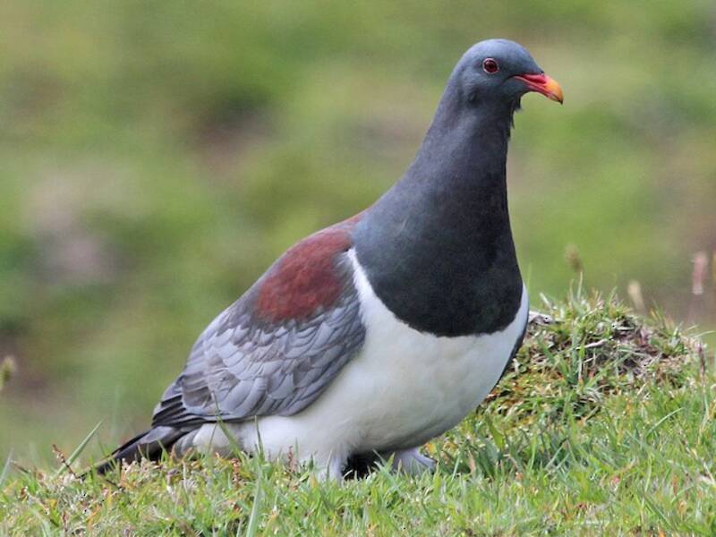 Pigeon des îles Chatham, Photos 3