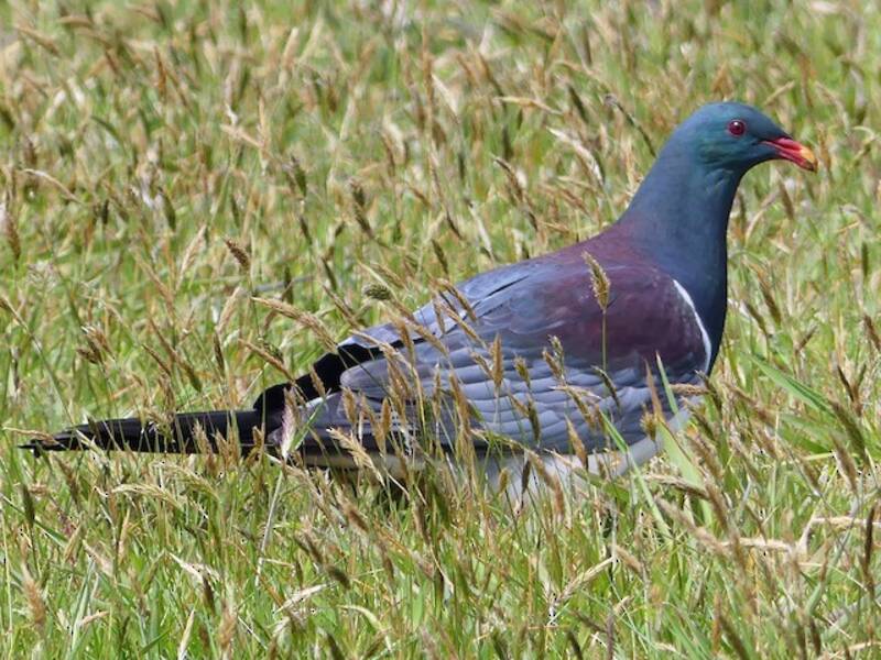 Pigeon des îles Chatham, Photos 2