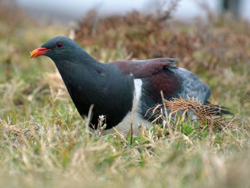 Pigeon des îles Chatham, Photos 4