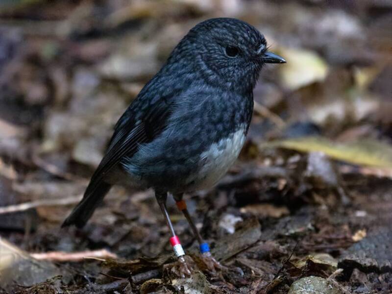 North Island Robin