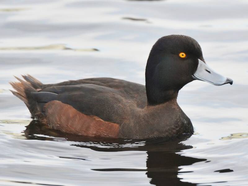 New Zealand Scaup, Photos 3