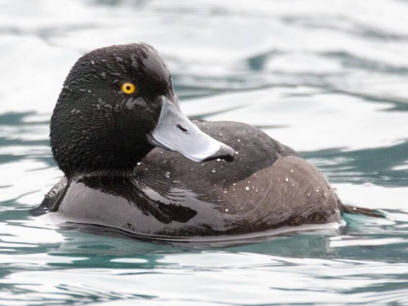 New Zealand Scaup, Photos 2