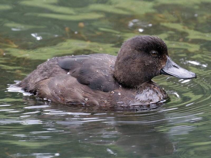 New Zealand Scaup, Photos 1