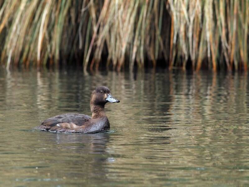 New Zealand Scaup, Photos 4
