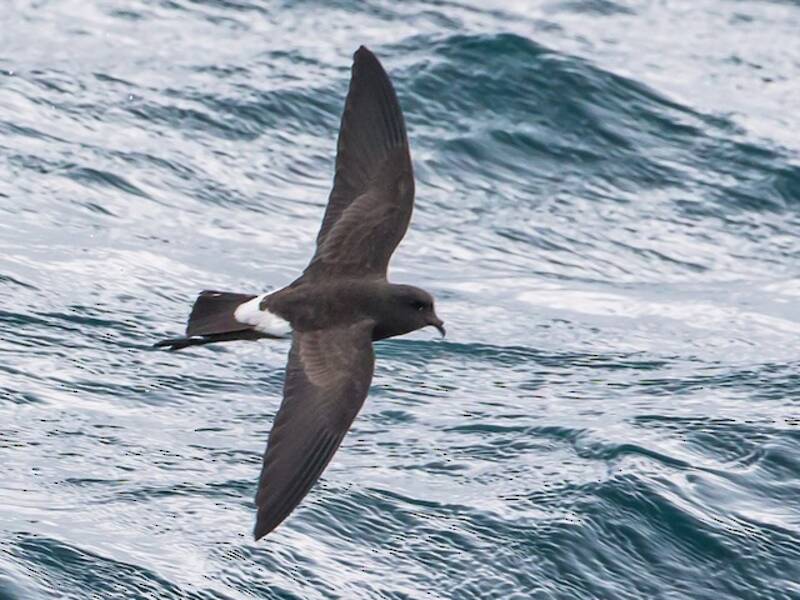 Uccello delle tempeste della Nuova Zelanda, Foto 2
