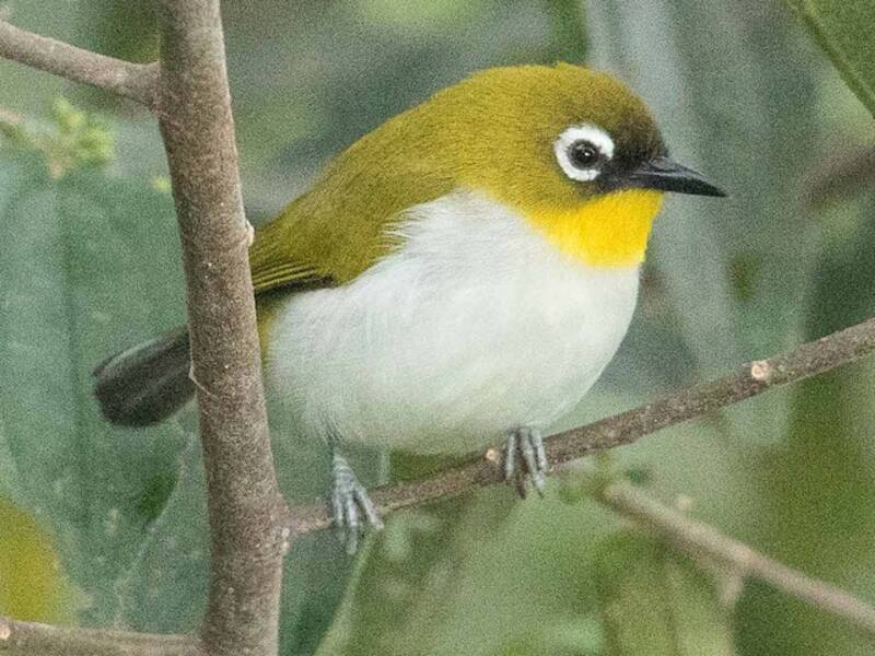Anteojitos de Nueva Guinea, Fotos 2