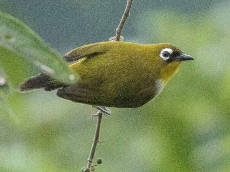 Anteojitos de Nueva Guinea, Fotos 4