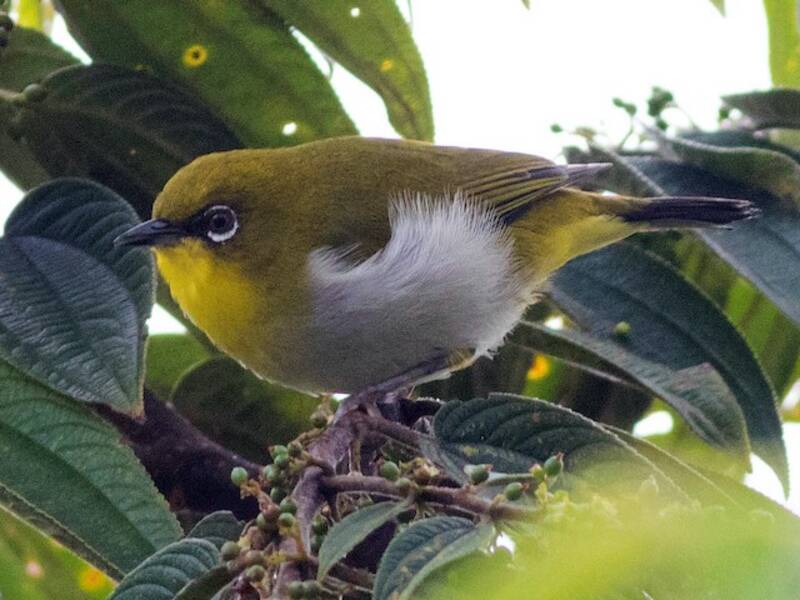 Anteojitos de Nueva Guinea, Fotos 3