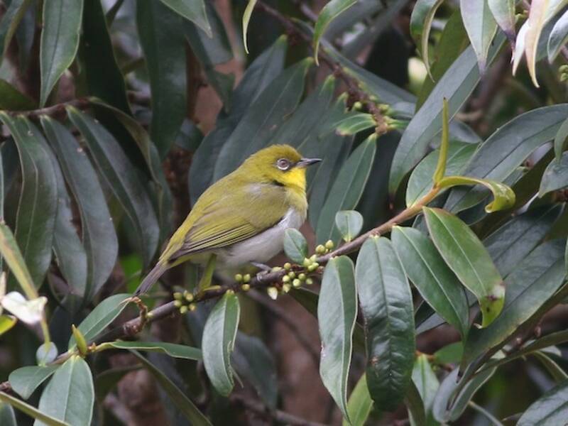 Anteojitos de Nueva Guinea