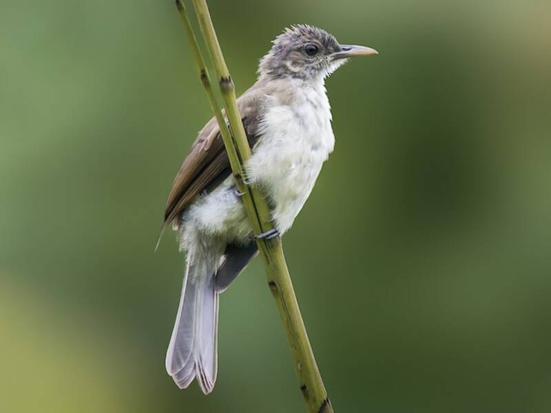 Bulbul de Nicobar, Photos 4