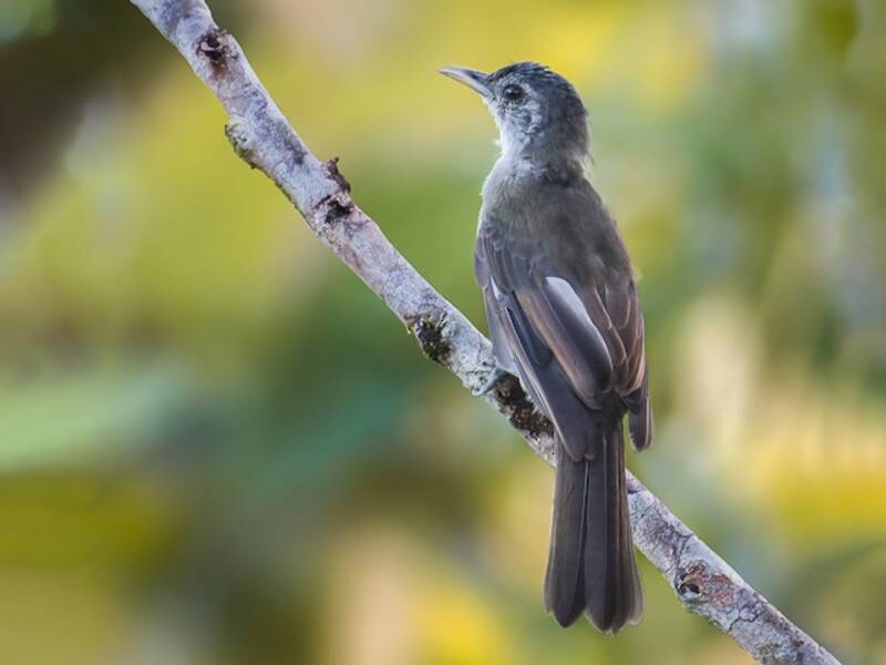 Bulbul de Nicobar, Photos 2