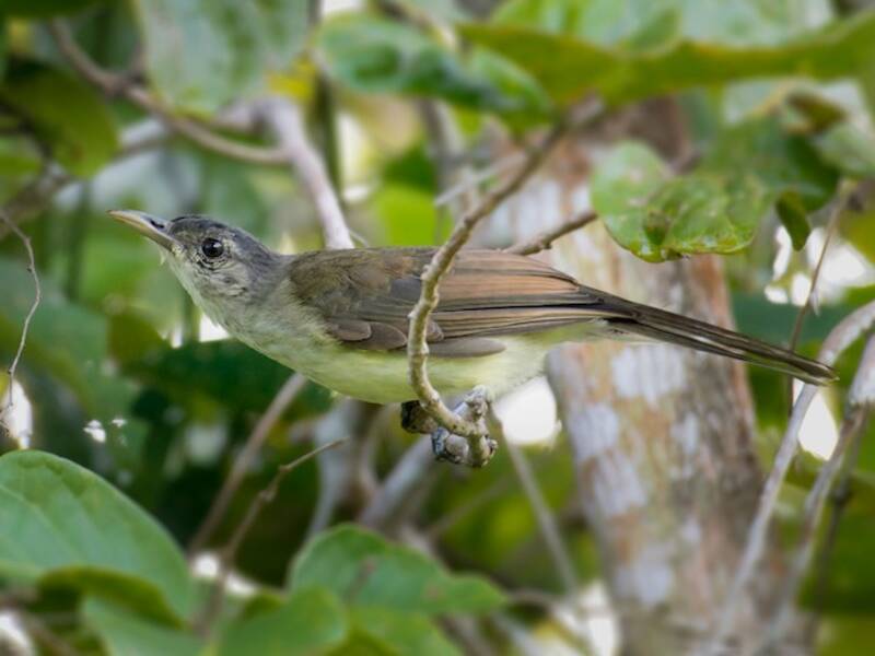 Bulbul de Nicobar, Photos 3