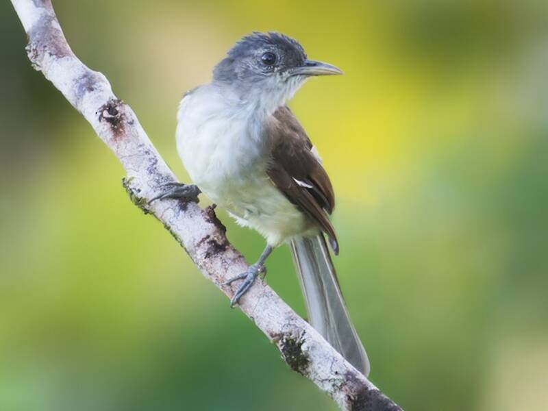 Bulbul de Nicobar