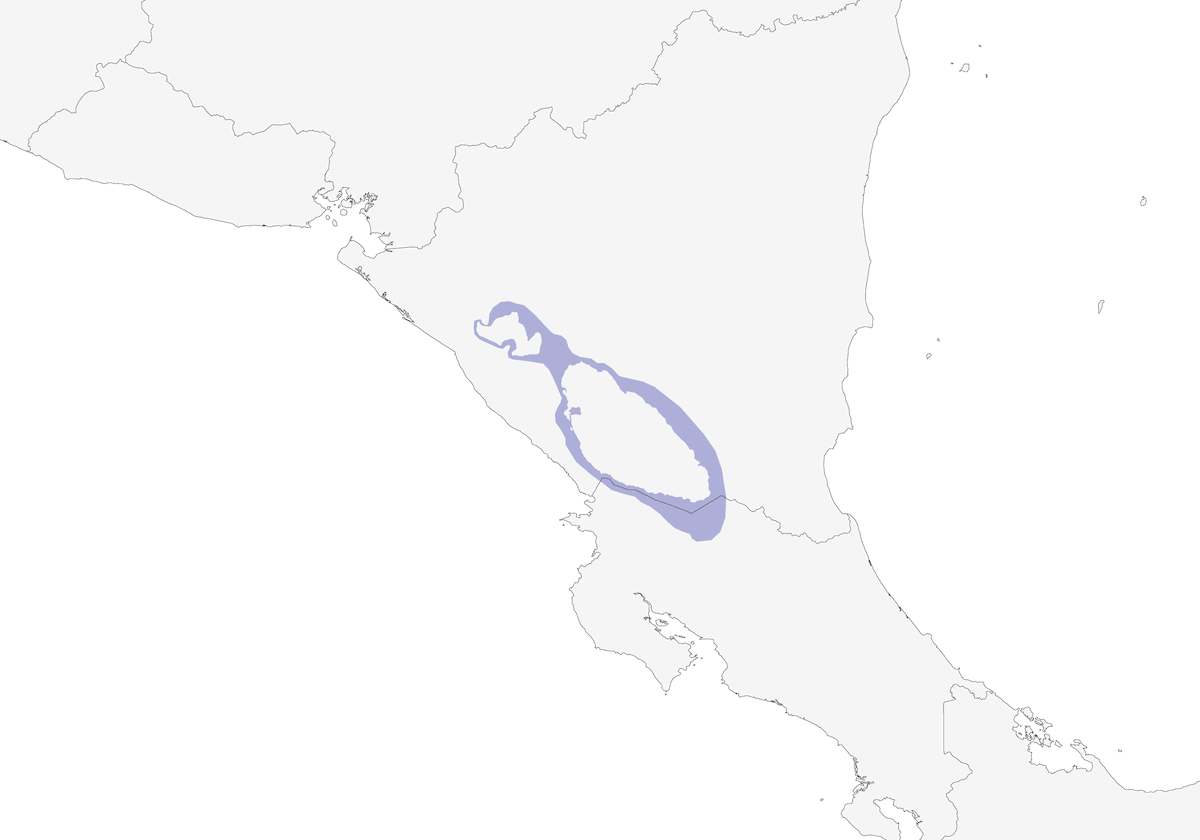 Gracchio del Nicaragua, Distribuzione 1